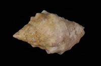 藏品(金絲岩螺)的圖片